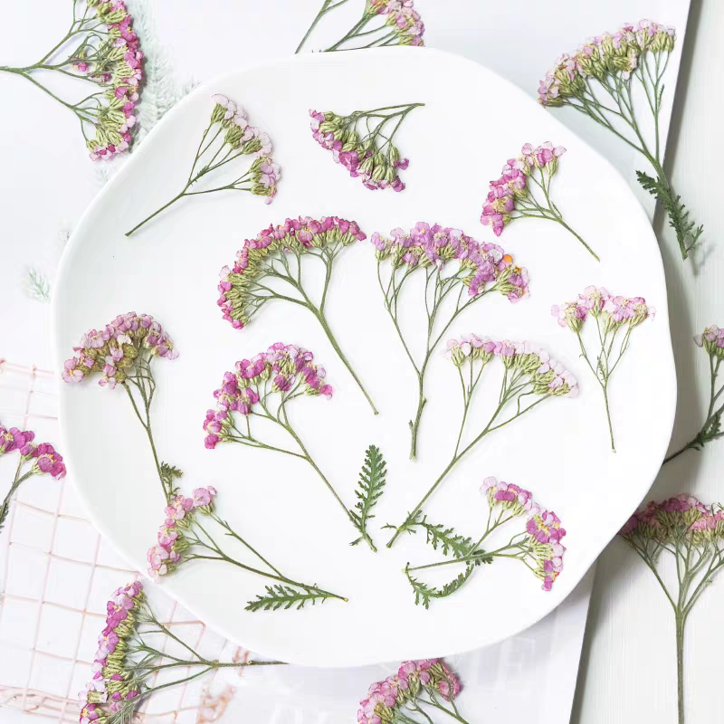 Pressed Flower Frame - 60 pçs pressionado seco yarrow achilleawilsonia