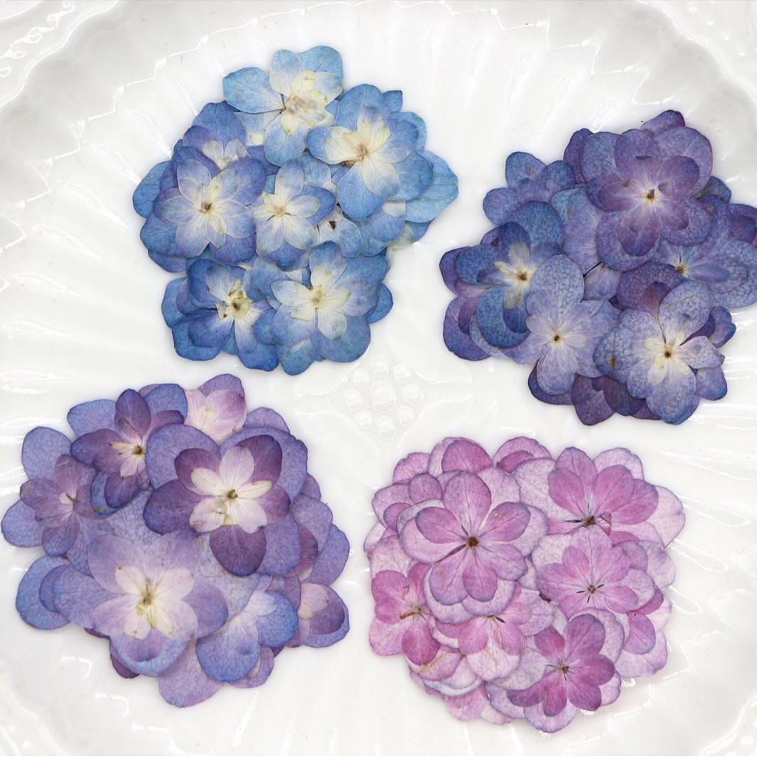 Pressed Flower Frame - 60 Peças de Mini Hortênsias Secas